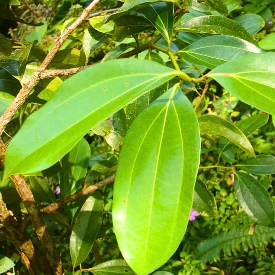 Buy Tej Patta (Cinnamomum Tamala) "Indian Bay Leaf" Tamalpatra - Plant Online at Lalitenterprise