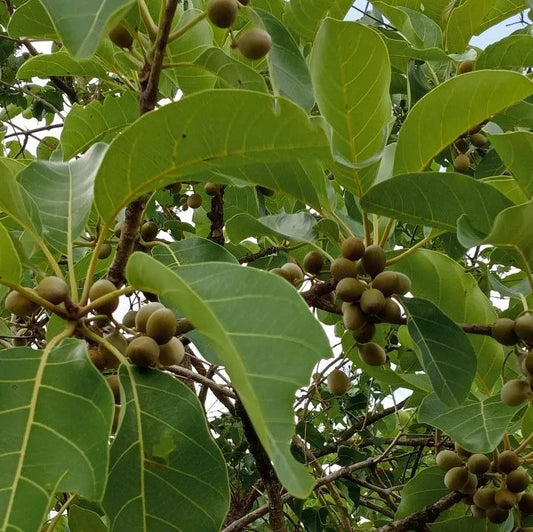 Buy Terminalia Bellirica "Baheda" - Plant Online at Lalitenterprise