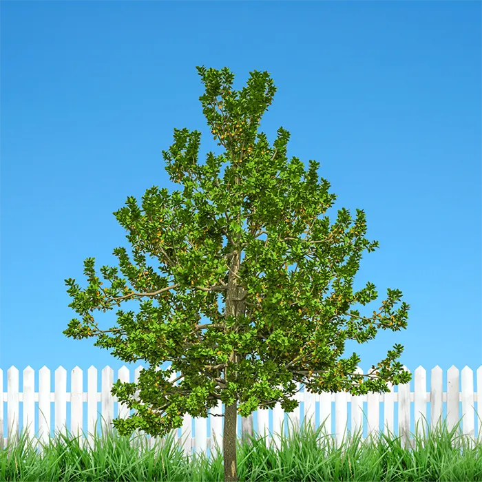 Buy Terminalia Bellirica "Baheda" - Plant Online at Lalitenterprise
