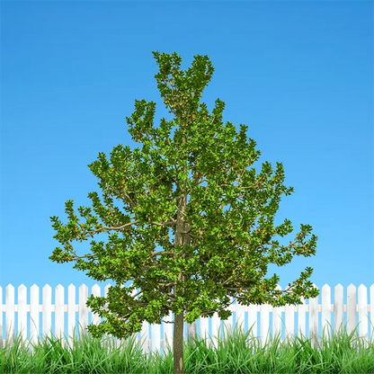 Buy Terminalia Bellirica "Baheda" - Plant Online at Lalitenterprise