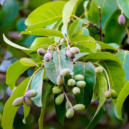 Buy Terminalia Bellirica "Baheda" - Plant Online at Lalitenterprise
