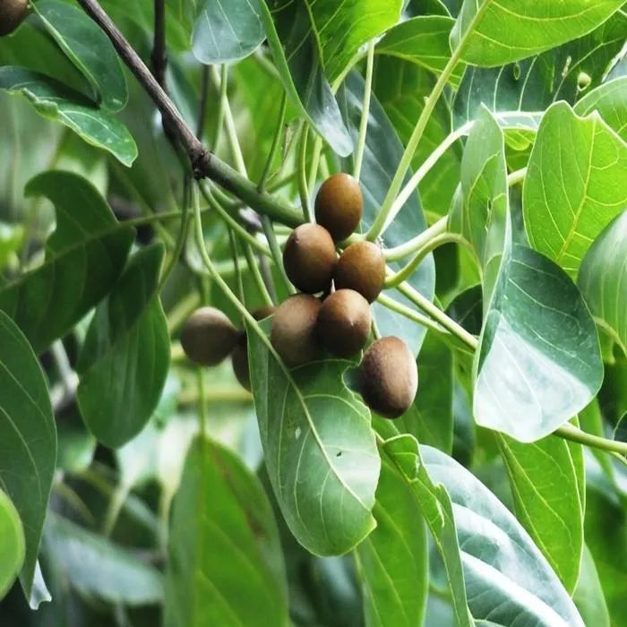 Buy Terminalia Bellirica "Baheda" - Plant Online at Lalitenterprise