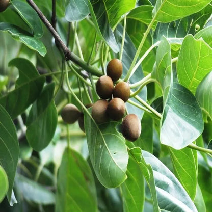 Buy Terminalia Bellirica "Baheda" - Plant Online at Lalitenterprise