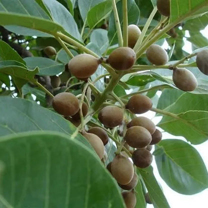 Buy Terminalia Bellirica "Baheda" - Plant Online at Lalitenterprise