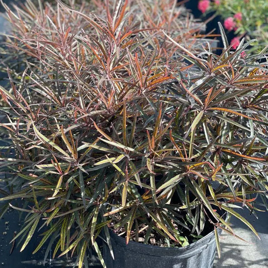 Buy Terminalia Bentzoe (Bentzoe Badam) "Benjoin" - Plant Online at Lalitenterprise