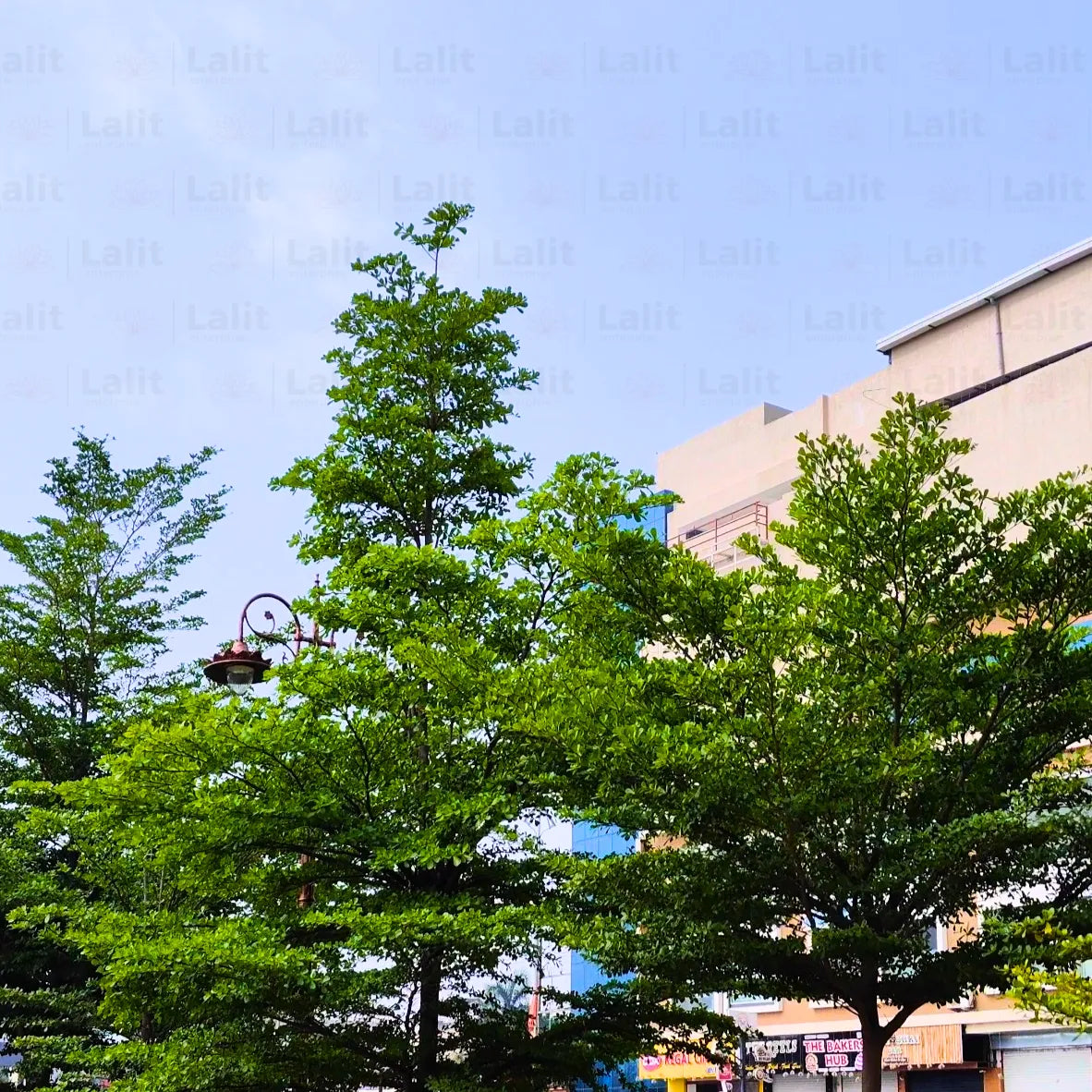 Buy Terminalia Mantaly (Green) - Plants Online at Lalitenterprise