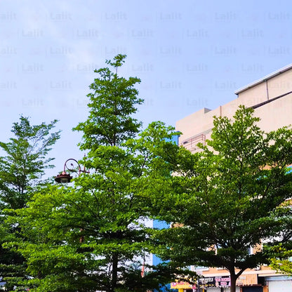 Buy Terminalia Mantaly (Green) - Plants Online at Lalitenterprise