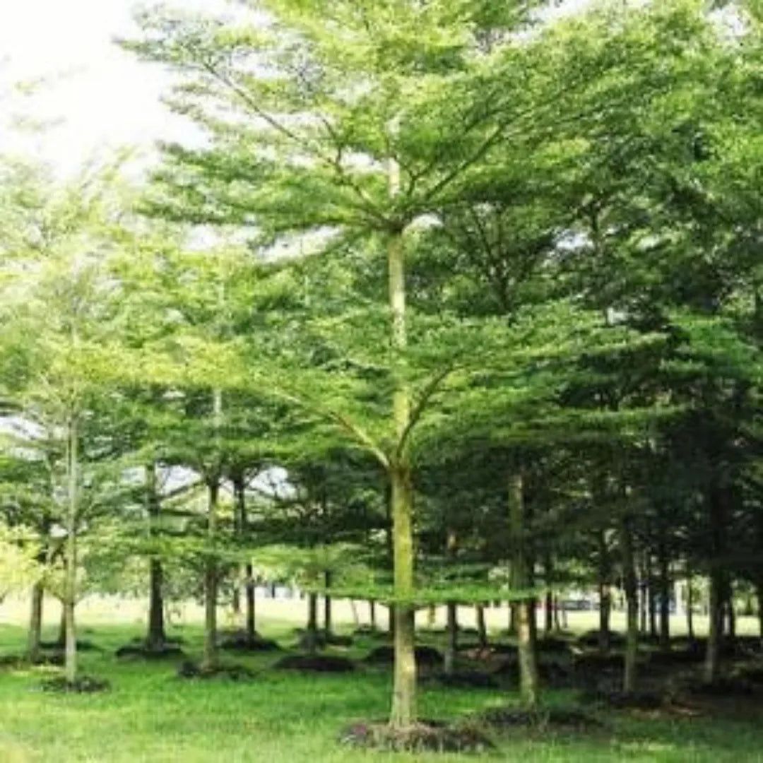 Terminalia Mantaly (Green) 