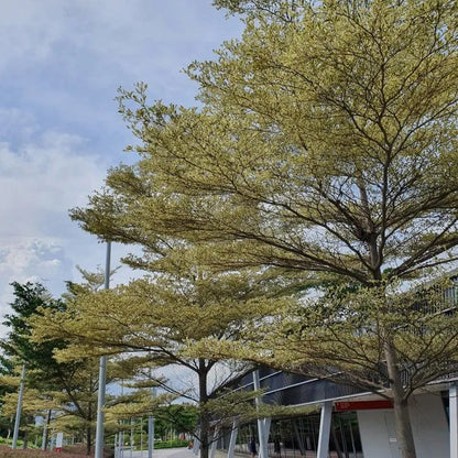 Buy Terminalia Mantaly Variegated - Plant Online at Lalitenterprise
