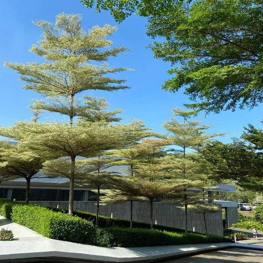 Buy Terminalia Mantaly Variegated - Plant Online at Lalitenterprise