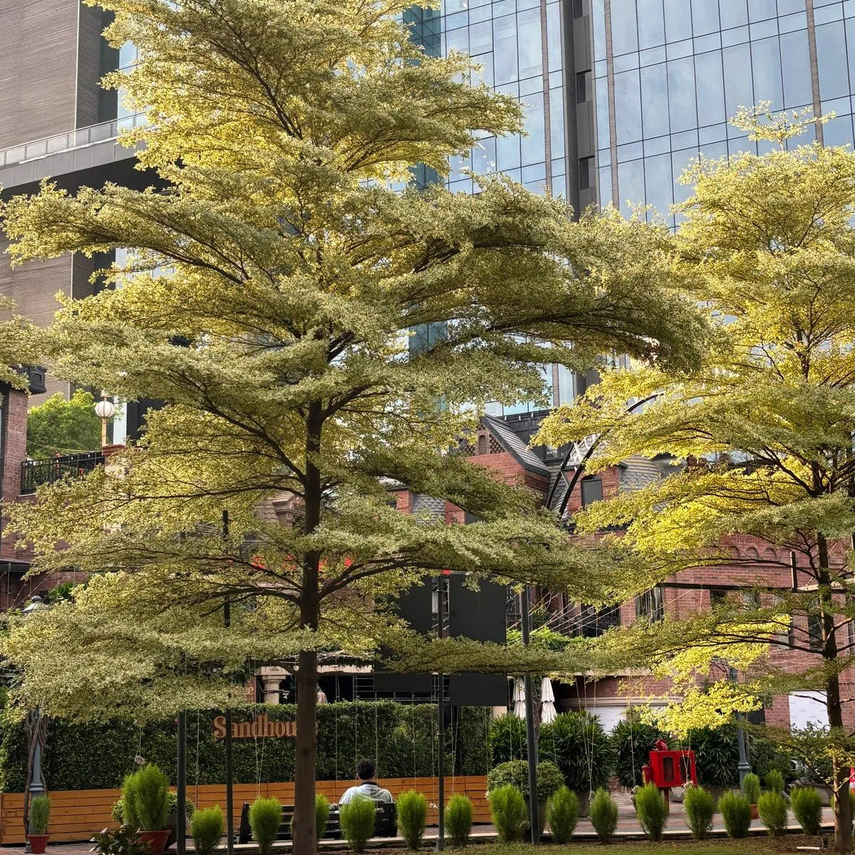 Buy Terminalia Mantaly Variegated - Plant Online at Lalitenterprise