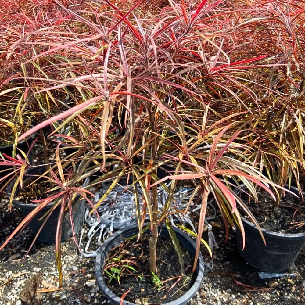 Buy Terminalia Bentzoe (Bentzoe Badam) "Benjoin" - Plant Online at Lalitenterprise