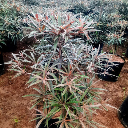 Buy Terminalia Bentzoe (Bentzoe Badam) "Benjoin" - Plant Online at Lalitenterprise