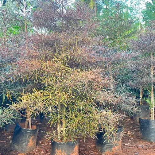 Buy Terminalia Bentzoe (Bentzoe Badam) "Benjoin" - Plant Online at Lalitenterprise