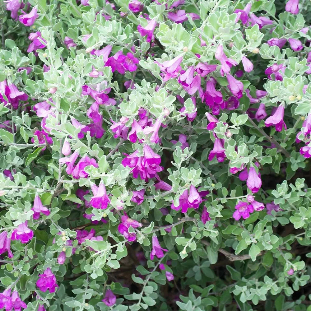 Buy Texas Sage Dwarf 'Nikotia' (Leucophyllum Frutescens) - Plant Online at Lalitenterpise