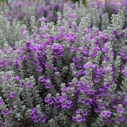 Buy Dwarf 'Nikotia' - Plant Online at Lalitenterpise