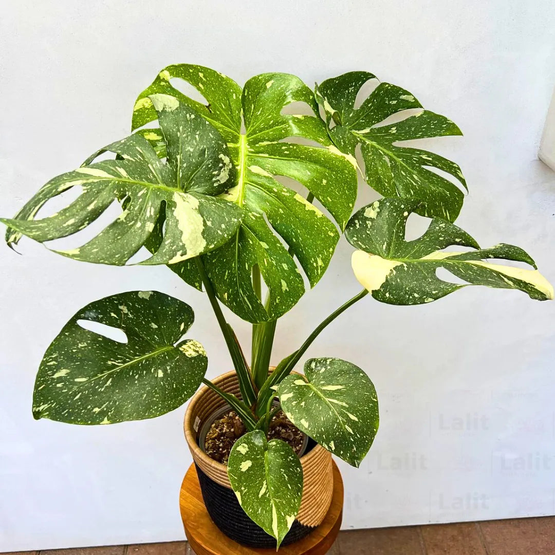 Buy Thai Constellation Monstera Deliciousa  (Variegated Monstera) - Plant Online at Lalitenterprise