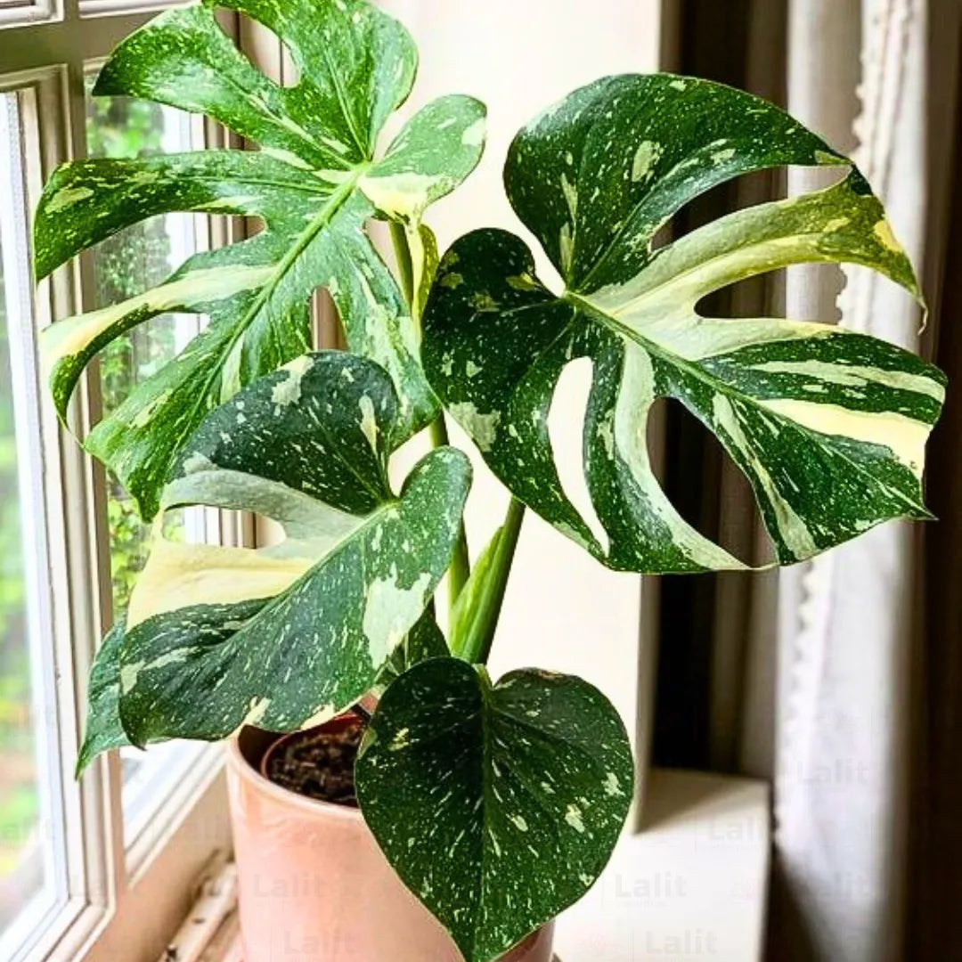 Buy Thai Constellation Monstera Deliciousa  (Variegated Monstera) - Plant Online at Lalitenterprise