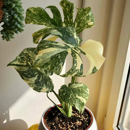 Buy Thai Constellation Monstera Deliciousa  (Variegated Monstera) - Plant Online at Lalitenterprise