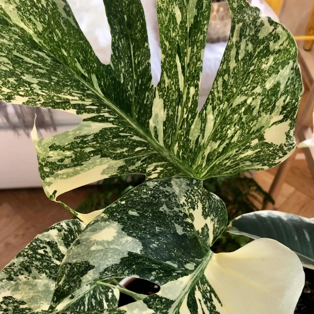 Buy Variegated Monstera - Plant Online at Lalitenterprise