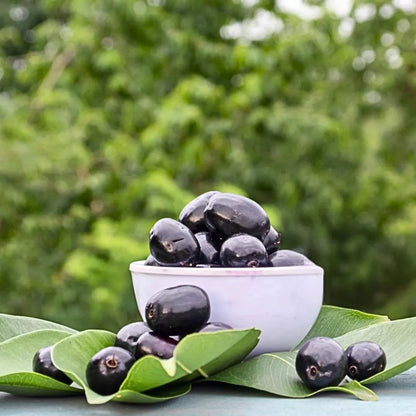  Buy Thai KG 10 Jamun (Syzygium Cumini) - Plant Online at Lalitenterprise