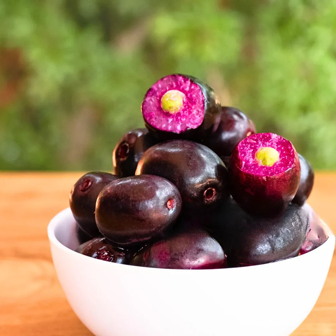  Buy Thai KG 10 Jamun (Syzygium Cumini) - Plant Online at Lalitenterprise