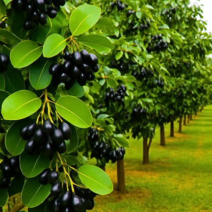  Buy Thai Syzygium Cumini - Plant Online at Lalitenterprise