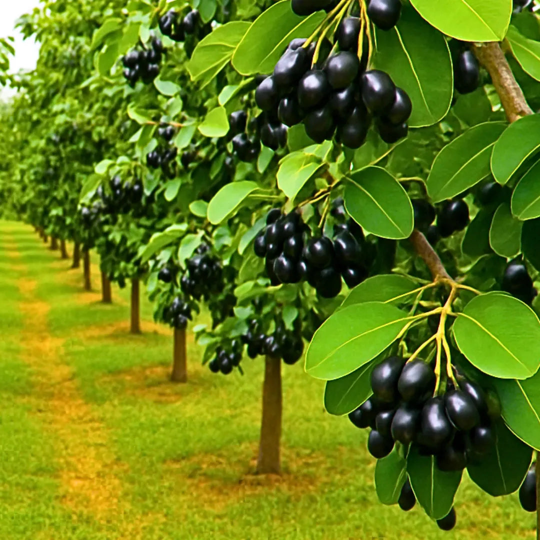  Buy Thai KG 10 Jamun - Plant Online at Lalitenterprise