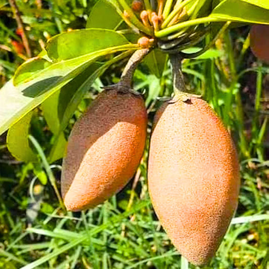 Buy Thai Chiku Long (Manilkara Zapota) Sapodilla - Plant (Grafted) Online at Lalitenterprise
