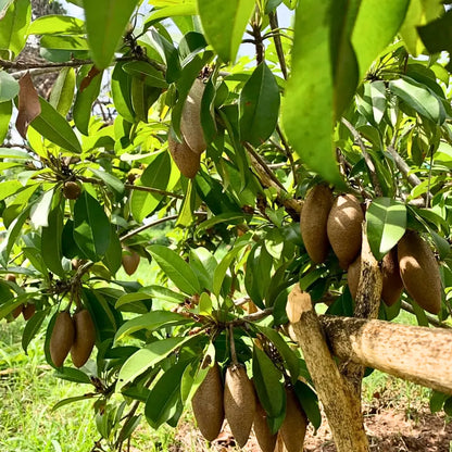 Buy Thai Manilkara Zapota) - Plant (Grafted) Online at Lalitenterprise
