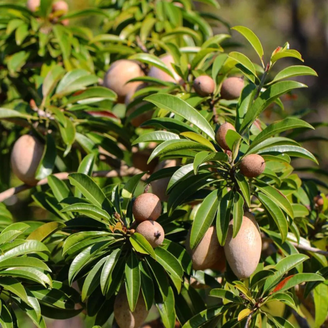Buy Thai Chiku Long - Plant (Grafted) Online at Lalitenterprise