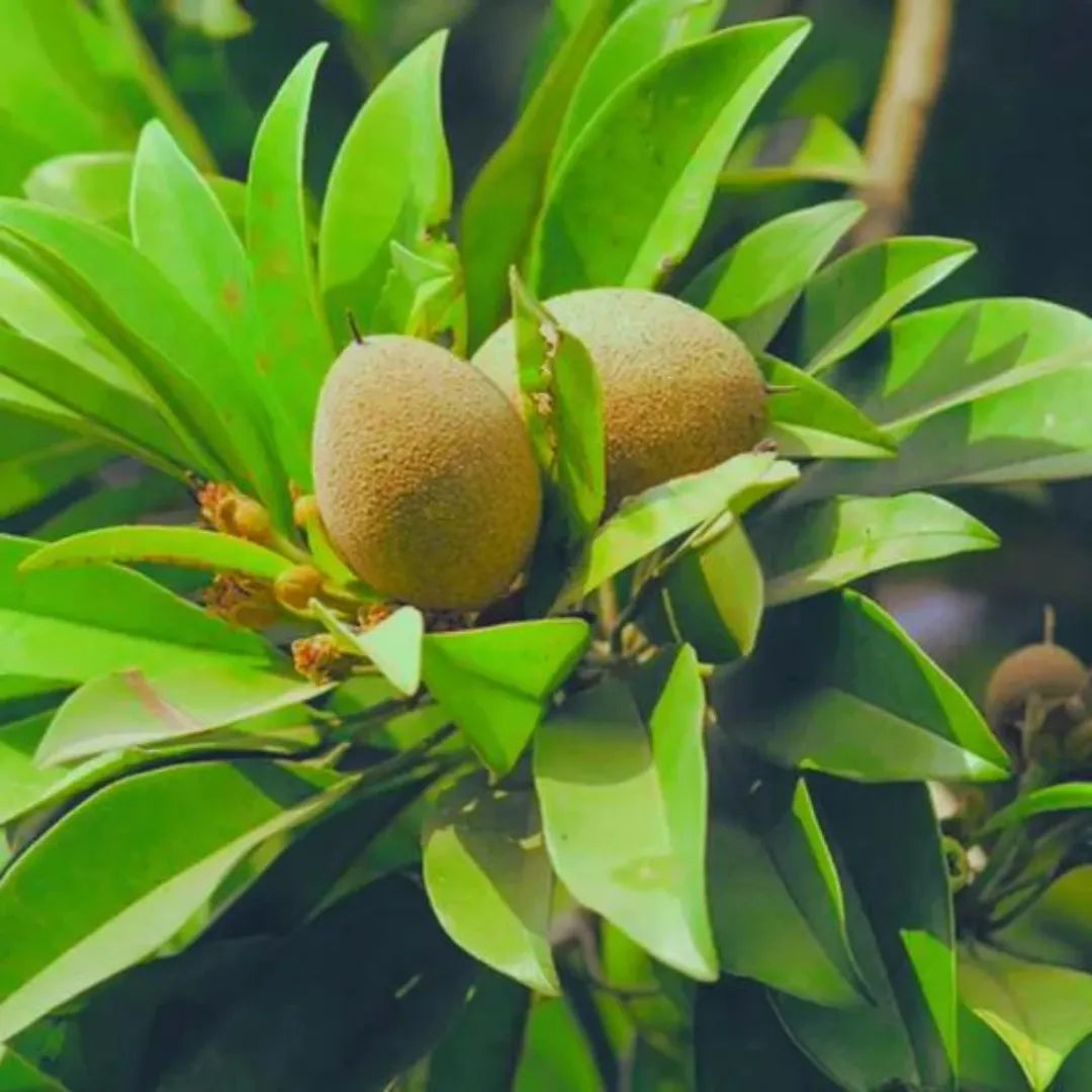 Buy Thai Sapodilla - Plant (Grafted) Online at Lalitenterprise