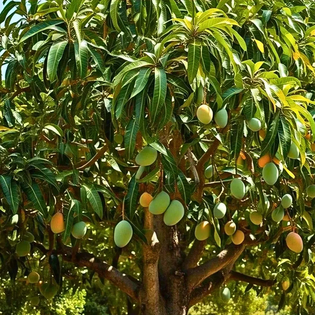Buy Thai Mango "12 Month Fruiting" - Plant Online at Lalitenterprise