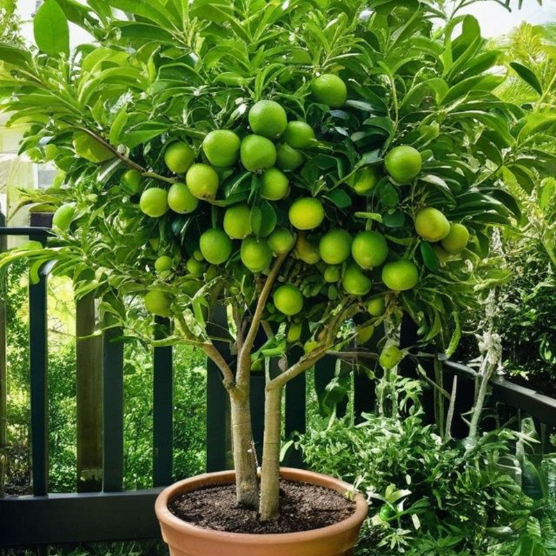 Buy Citrus Limon - Fruit Plant Online at Lalitenterprise