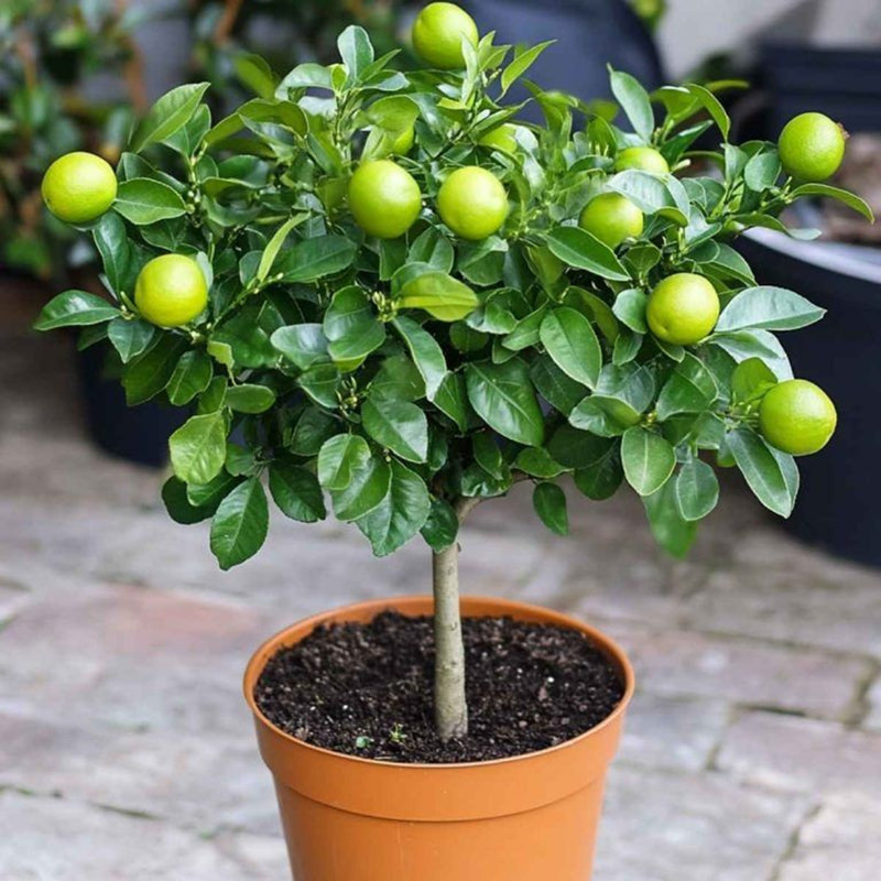 Buy Thai Patti Lemon - Fruit Plant Online at Lalitenterprise
