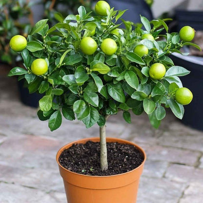 Buy Thai Patti Lemon - Fruit Plant Online at Lalitenterprise