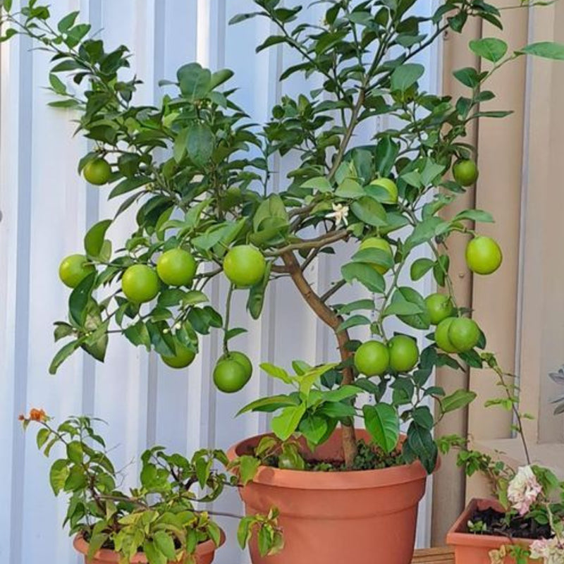 Buy Thai Patti Lemon (Citrus Limon) - Fruit Plant Online at Lalitenterprise