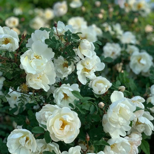 Buy Floribunda Summer Snow Rose (Thronless Rose) "Bunch Rose" - Plant Online at Lalitenterprise