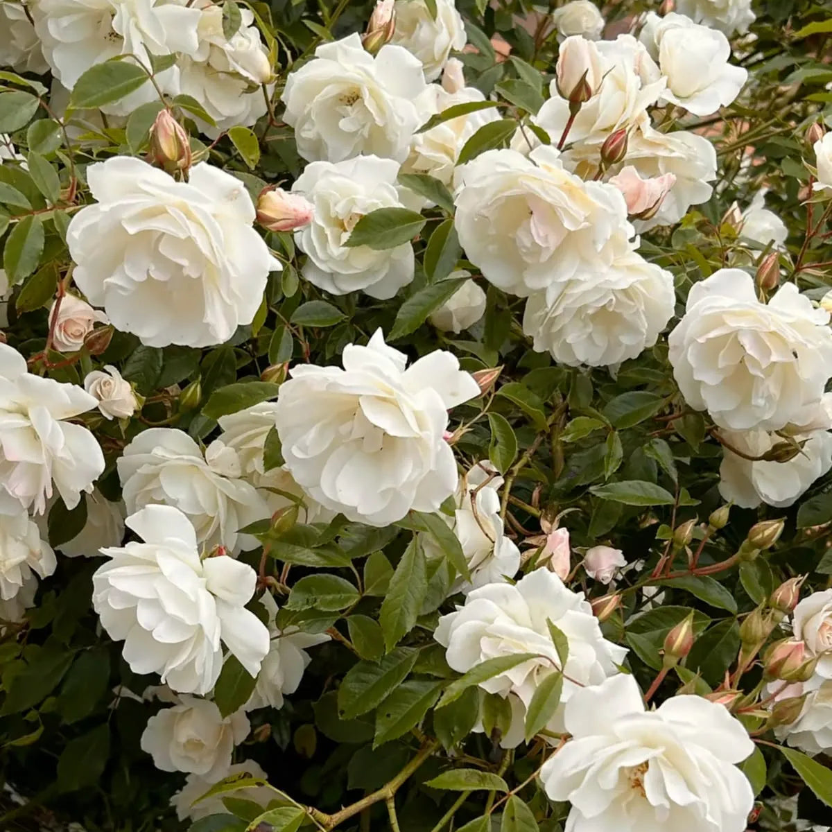 Buy Floribunda Summer Snow Rose (Thronless Rose) "Bunch Rose" - Plant Online at Lalitenterprise