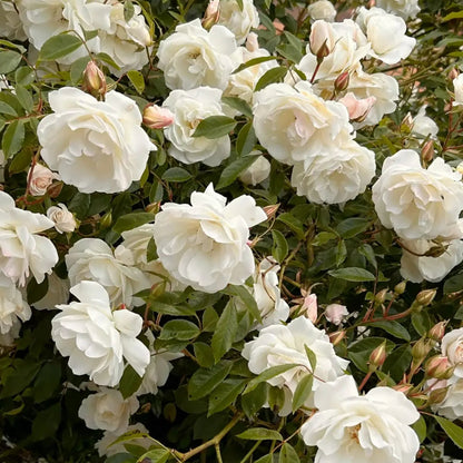 Buy Floribunda Summer Snow Rose (Thronless Rose) "Bunch Rose" - Plant Online at Lalitenterprise