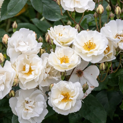 Buy Floribunda Summer Snow Rose (Thronless Rose) "Bunch Rose" - Plant Online at Lalitenterprise