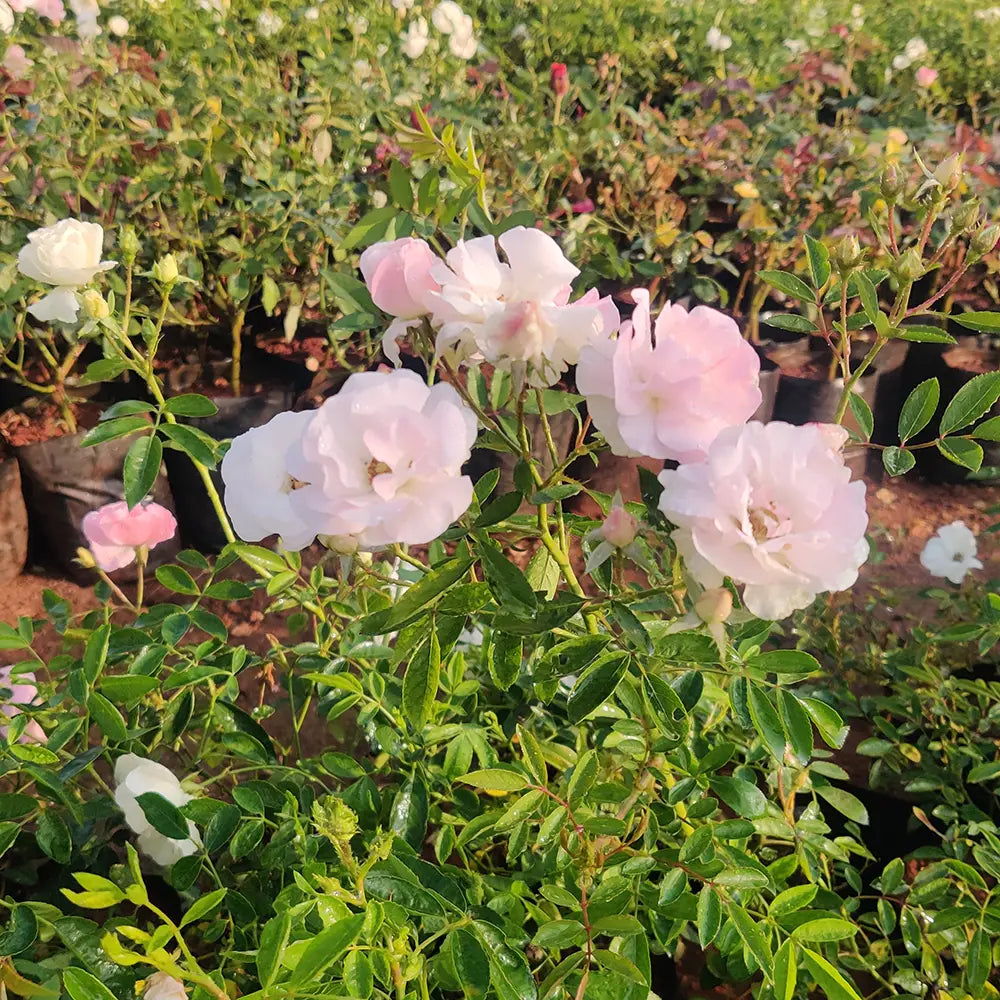 Buy Floribunda Summer Snow Rose (Thronless Rose) "Bunch Rose" - Plant Online at Lalitenterprise