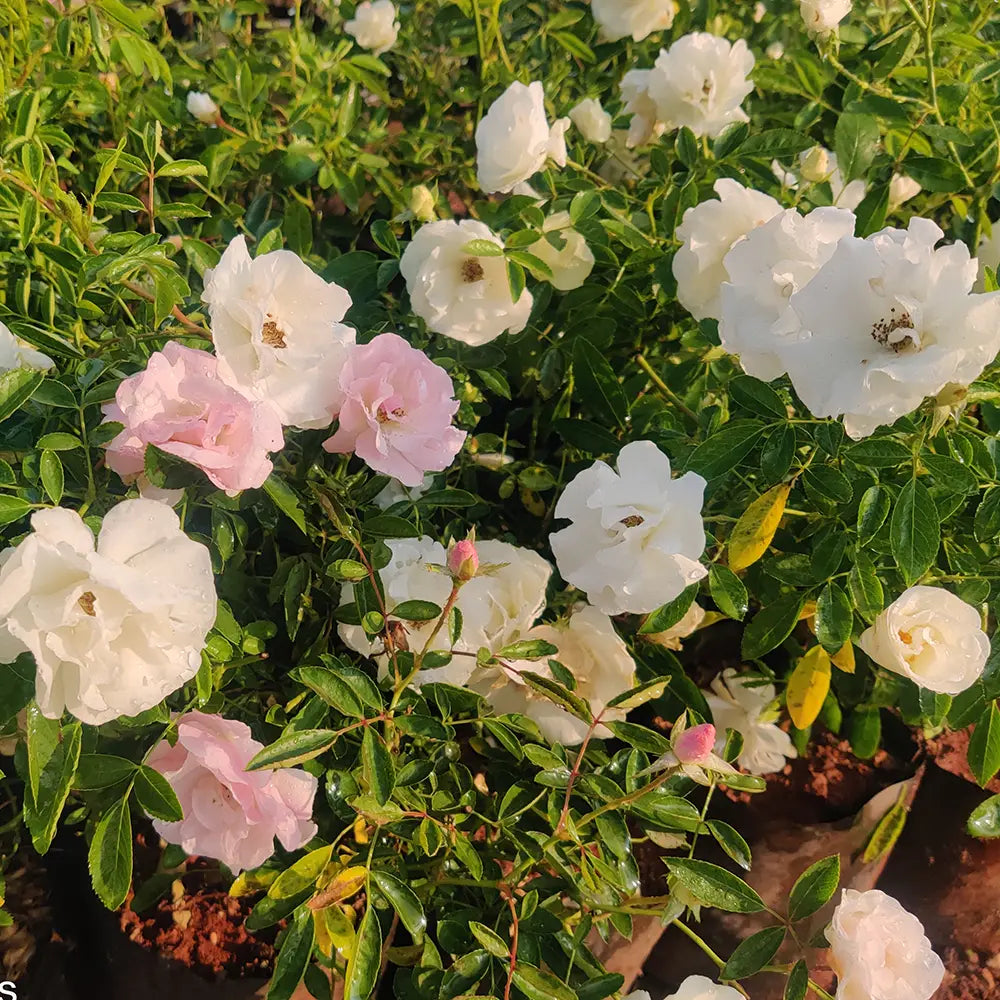 Buy Floribunda Summer Snow Rose (Thronless Rose) "Bunch Rose" - Plant Online at Lalitenterprise