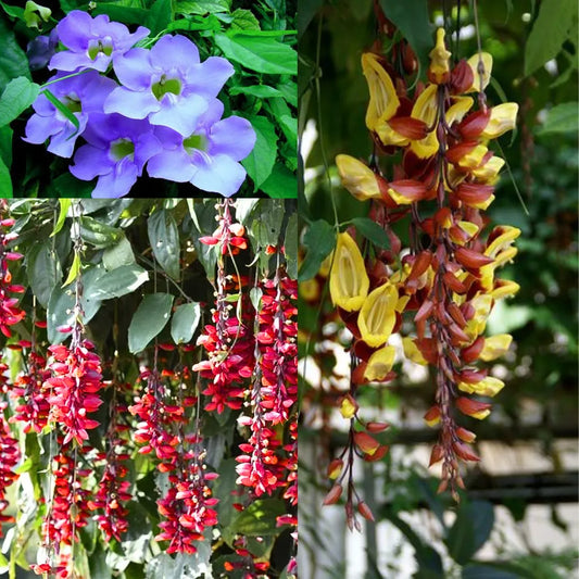 Buy Thunbergia Creeper - Plant "Pack of 3" Online at Lalitenterprise