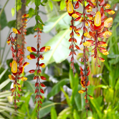 Buy Thunbergia Creeper - Plant Online at Lalitenterprise