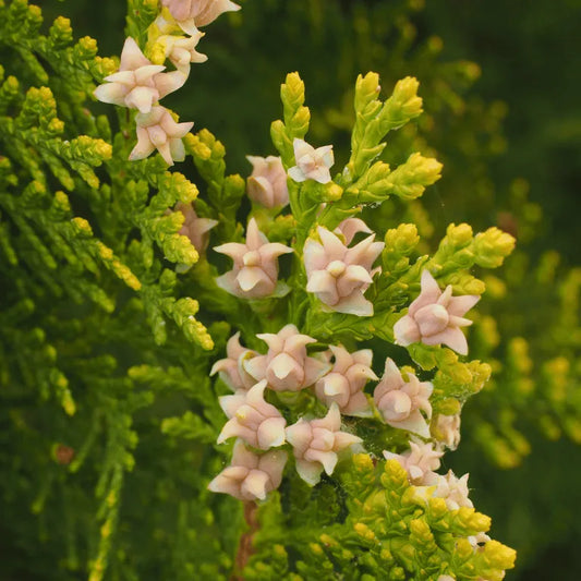 Buy Thuja occidentalis 'Sherwood Frost'(Thuja Variegated) online at Lalitenterprise