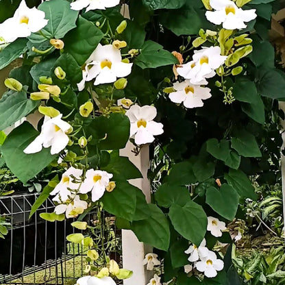 Buy Thunbergia "Grandiflora Alba" (White) | Thunbergia "Whitelady" - Plant Online at Lalitenterprise