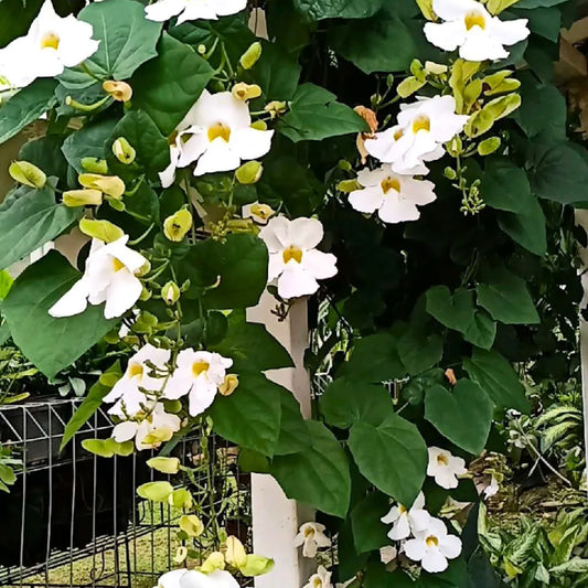 Buy Thunbergia "Grandiflora Alba" (White) | Thunbergia "Whitelady" - Plant Online at Lalitenterprise