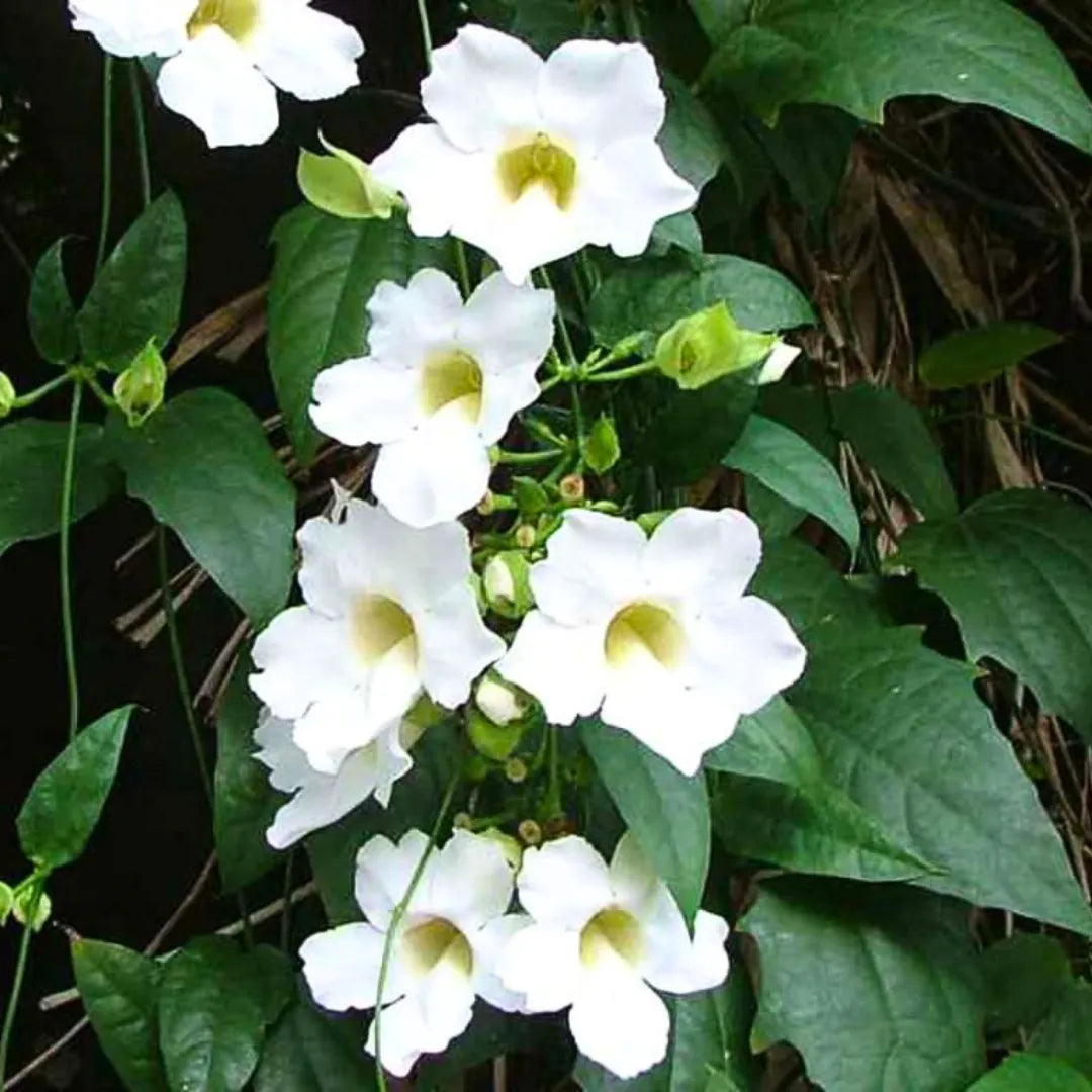 Buy Thunbergia "Grandiflora Alba" (White) | Thunbergia "Whitelady" - Plant Online at Lalitenterprise