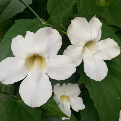 Buy Thunbergia White Flower Online at Lalitenterprise